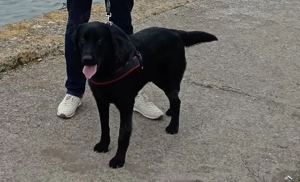 Donez labrador negru mascul - imagine 2