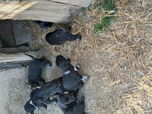 Se vind pui pentru vanatoare - imagine 4