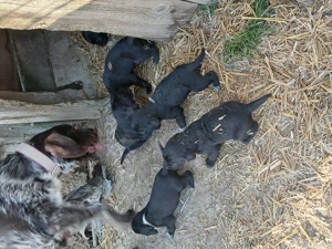 Se vind pui pentru vanatoare - imagine 3