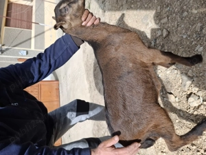 Iezi de vanzare  - imagine 2