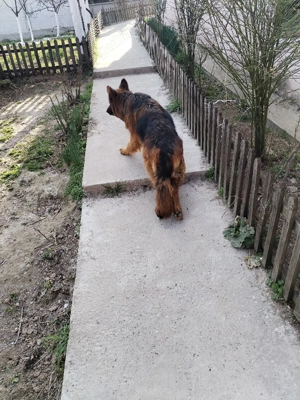 Vând ciobănesc german - imagine 5