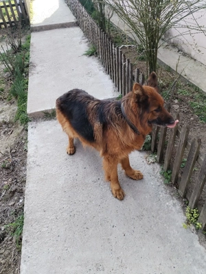 Vând ciobănesc german - imagine 3