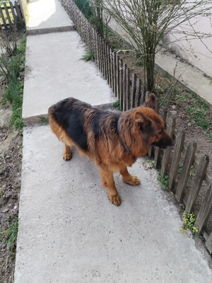 Vând ciobănesc german - imagine 2