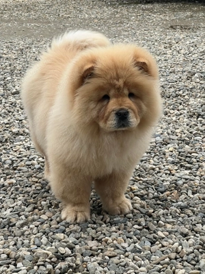 Femela Chow Chow 4luni - imagine 2