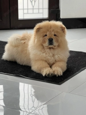 Femela Chow Chow 4luni