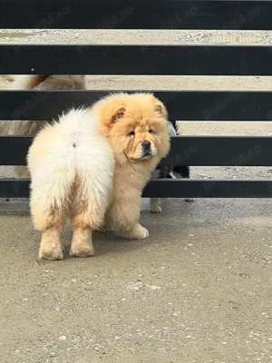 Femela Chow Chow 4luni - imagine 3