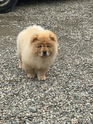 Femela Chow Chow 4luni - imagine 4