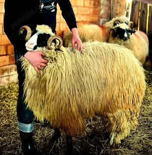 Berbecuț de vânzare  - imagine 2