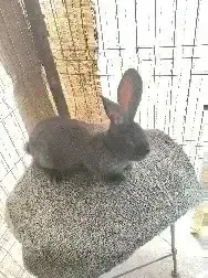 Se Vunde Iepuri Urias German