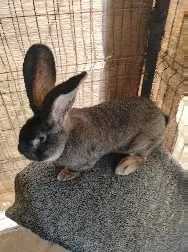 Se Vunde Iepuri Urias German - imagine 3