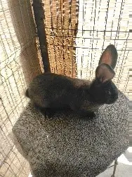 Se Vunde Iepuri Urias German - imagine 4