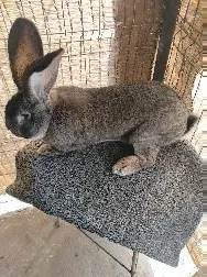 Se Vunde Iepuri Urias German - imagine 5