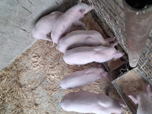 Purcei landrace de vinzare - imagine 3