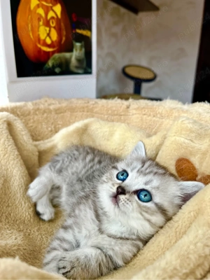 British shorthair shaded point
