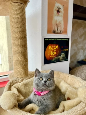british shorthair blue fetita - imagine 3