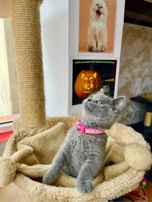 british shorthair blue fetita - imagine 2