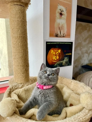 british shorthair blue fetita - imagine 4