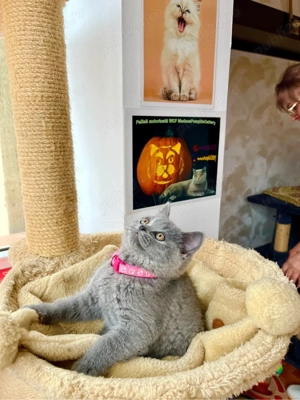 british shorthair blue fetita - imagine 5