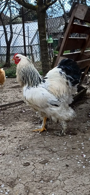 Cocos brahma herminat deschis 2025 - imagine 3