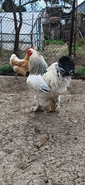 Cocos brahma herminat deschis 2025 - imagine 4