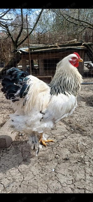 Cocos brahma herminat deschis 2025 - imagine 2