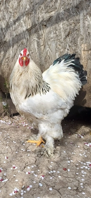 Cocos brahma herminat deschis 2025