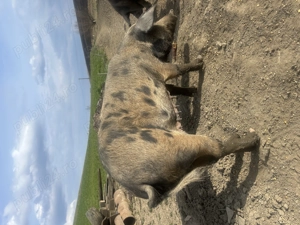 Vând scroafă gestantă  - imagine 3