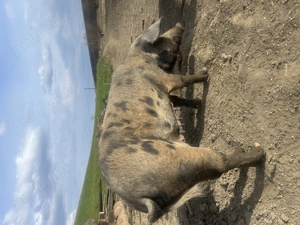 Vând scroafă gestantă  - imagine 2