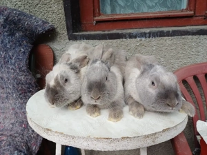 Masculi tineret iepure secuiesc - imagine 2