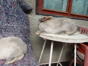 Masculi tineret iepure secuiesc - imagine 5