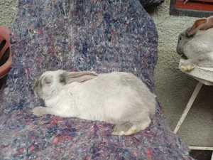 Masculi tineret iepure secuiesc - imagine 4