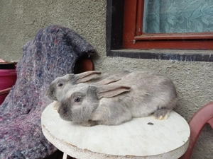 Masculi tineret iepure secuiesc - imagine 3