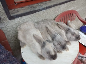 Masculi tineret iepure secuiesc