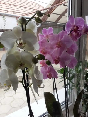 Orhidee la preț bun
