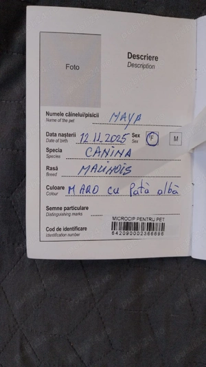 Ciobanesc Belgian Femela - imagine 4