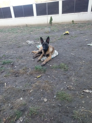 Ciobanesc Belgian Femela - imagine 3