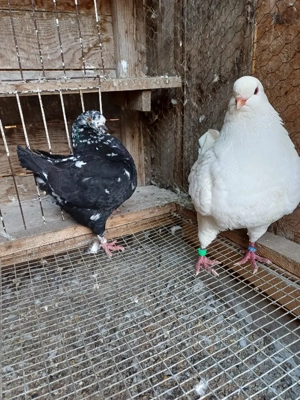 Porumbei king - imagine 2