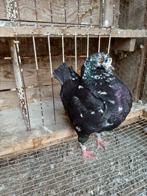 Porumbei king - imagine 3