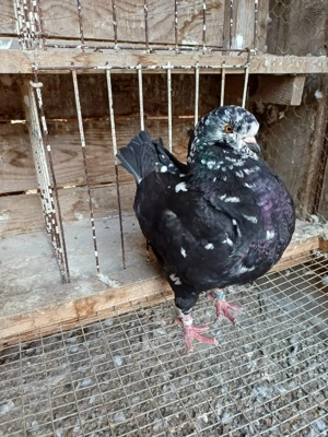 Porumbei king - imagine 5