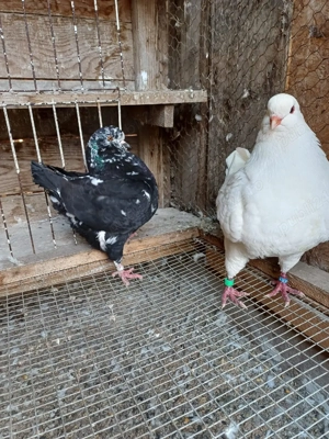 Porumbei king - imagine 4