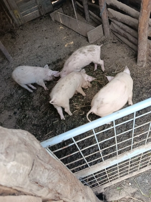 4 purcei de vânzare 3luni jumate mâncători bine