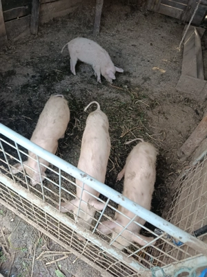 4 purcei de vânzare 3luni jumate mâncători bine - imagine 2