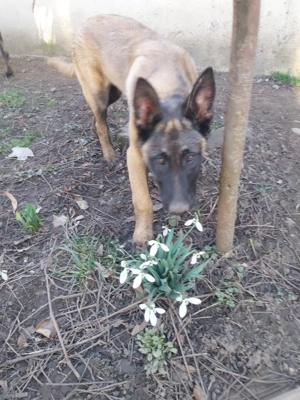 Ciobanesc Belgian Femela - imagine 5