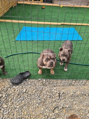 American bully pocket - imagine 4