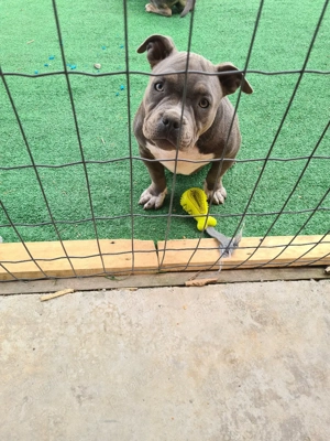 American bully pocket - imagine 2