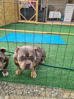 American bully pocket - imagine 3