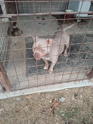 American bully pocket - imagine 5