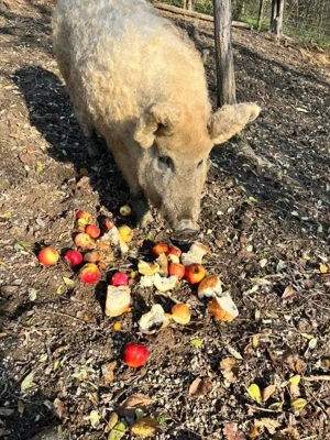 Pereche Mangaliță de vânzare  - imagine 3