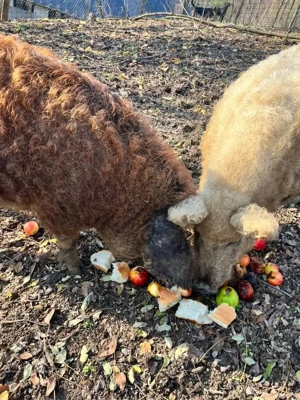 Pereche Mangaliță de vânzare  - imagine 2