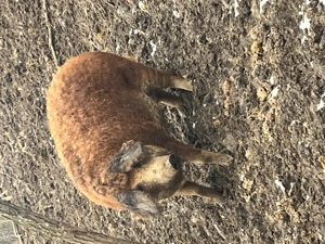 Pereche Mangaliță de vânzare  - imagine 4